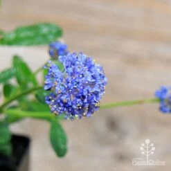 Ceanothus Blue Pacific - Californian Lilac -Plant Seed Store apo ceanothus flowers close2