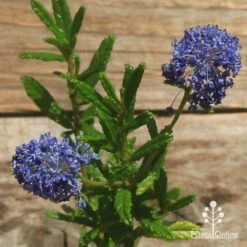 Ceanothus Blue Pacific - Californian Lilac -Plant Seed Store apo ceanothus flowers closeup
