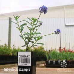 Ceanothus Blue Pacific - Californian Lilac -Plant Seed Store apo ceanothus tubestock side