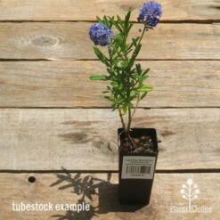 Ceanothus Blue Pacific - Californian Lilac -Plant Seed Store apo ceanothus tubestock tall