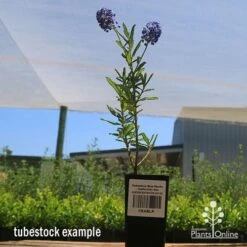 Ceanothus Blue Pacific - Californian Lilac -Plant Seed Store apo ceanothus tubestock tall2