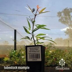 Ceratopetalum Alberys Red - Christmas Bush -Plant Seed Store apo ceratopetalum tubestock