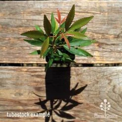 Ceratopetalum Shiraz - Christmas Bush 15 Ceratopetalum Shiraz - Christmas Bush -Plant Seed Store apo ceratopetalum tubestock top