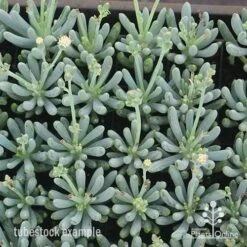 Senecio Chalk Sticks - Succulent 16 Senecio Chalk Sticks - Succulent -Plant Seed Store apo chalk sticks dwarf plug plants