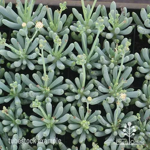 Senecio Chalk Sticks - Succulent 4 Senecio Chalk Sticks - Succulent - Image 4