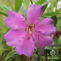 Tibouchina Chameleon 19 Tibouchina Chameleon -Plant Seed Store apo chameleon dark pink