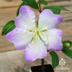 Tibouchina Chameleon 15 Tibouchina Chameleon -Plant Seed Store apo chameleon flower open