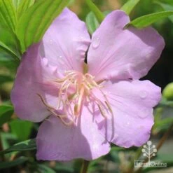 Tibouchina Chameleon 23 Tibouchina Chameleon -Plant Seed Store apo chameleon pink
