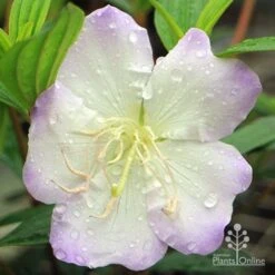 Tibouchina Chameleon 22 Tibouchina Chameleon -Plant Seed Store apo chameleon tibouchina close