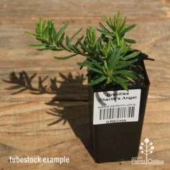 New Products -Plant Seed Store apo charlies angel tubestock top