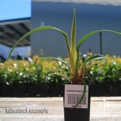 Dianella Cherry Red -Plant Seed Store apo cherry red tubestock
