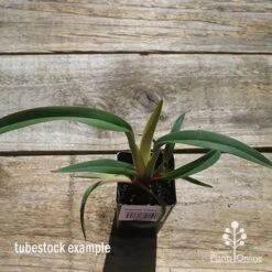 Dianella Cherry Red -Plant Seed Store apo cherry red tubestock top