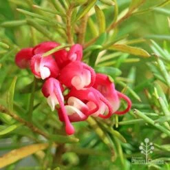 Grevillea Cherry Ripe 13 Grevillea Cherry Ripe -Plant Seed Store apo cherry ripe flower