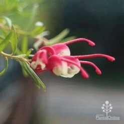 Grevillea Cherry Ripe 11 Grevillea Cherry Ripe -Plant Seed Store apo cherry ripe flower open