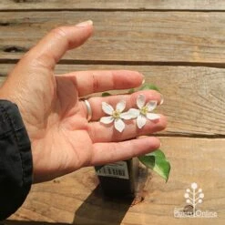 Choisya - Mexican Orange Blossom -Plant Seed Store apo choisya flower size