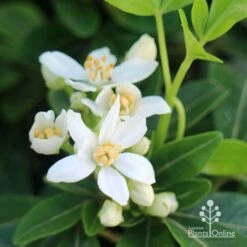 Choisya - Mexican Orange Blossom -Plant Seed Store apo choisya flowers