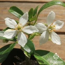 Choisya - Mexican Orange Blossom -Plant Seed Store apo choisya flowers up close
