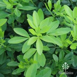 Choisya - Mexican Orange Blossom -Plant Seed Store apo choisya foliage