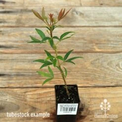 Ceratopetalum Alberys Red - Christmas Bush -Plant Seed Store apo christmas bush alberys tubestock