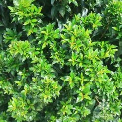 Syzygium Bush Christmas - Lilly Pilly 22 Syzygium Bush Christmas - Lilly Pilly -Plant Seed Store apo christmas bush syzygium foliage