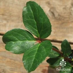 Hellebore Cinnamon Snow - Winter Rose -Plant Seed Store apo cinnamon snow hellebore leaf