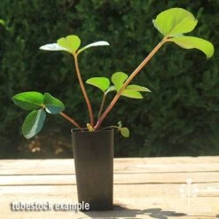 Hellebore Cinnamon Snow - Winter Rose -Plant Seed Store apo cinnamon snow hellebore tubestock