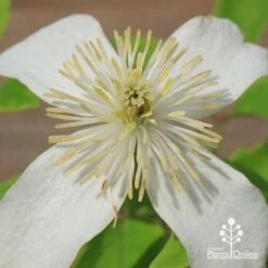 Clematis Montana Alba 15 Clematis Montana Alba -Plant Seed Store apo clematis alba flower centre