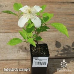 Clematis Montana Alba 19 Clematis Montana Alba -Plant Seed Store apo clematis alba tubestock flowering