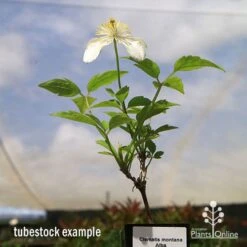Clematis Montana Alba 17 Clematis Montana Alba -Plant Seed Store apo clematis alba tubestock2