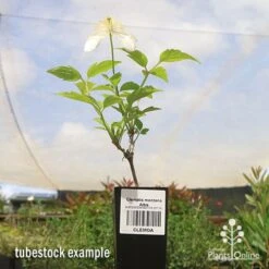 Clematis Montana Alba 21 Clematis Montana Alba -Plant Seed Store apo clematis alba tubestock 1