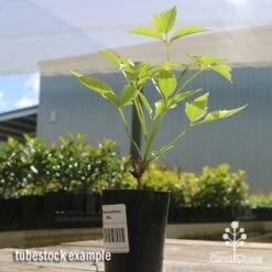 Clematis Montana Alba 20 Clematis Montana Alba -Plant Seed Store apo clematis white tubestock