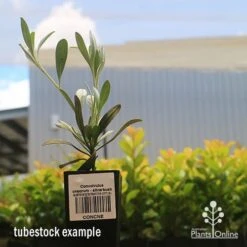 Convolvulus Cneorum - Silverbush 15 Convolvulus Cneorum - Silverbush -Plant Seed Store apo cneorum tubestock