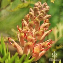 Grevillea Coconut Ice 11 Grevillea Coconut Ice -Plant Seed Store apo coconut ice buds
