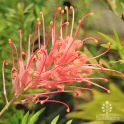 Grevillea Coconut Ice 14 Grevillea Coconut Ice -Plant Seed Store apo coconut ice flower full open