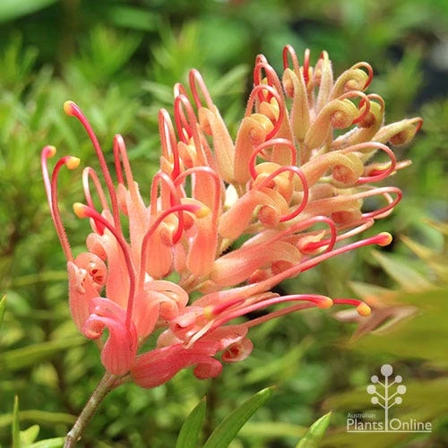 Grevillea Coconut Ice 1 Grevillea Coconut Ice