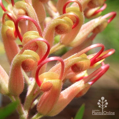 Grevillea Coconut Ice 2 Grevillea Coconut Ice - Image 2