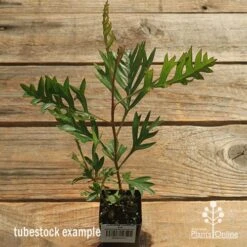 Grevillea Coconut Ice 12 Grevillea Coconut Ice -Plant Seed Store apo coconut ice tubestock