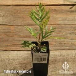 Grevillea Coconut Ice 15 Grevillea Coconut Ice -Plant Seed Store apo coconut ice tubestock top