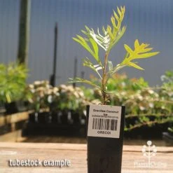 Grevillea Coconut Ice 10 Grevillea Coconut Ice -Plant Seed Store apo coconut ice tubestock 1
