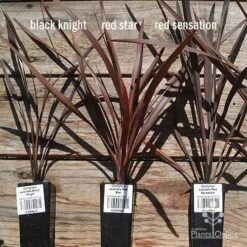 Cordyline Australis Red Sensation -Plant Seed Store apo cordyline australis comparison 1 1