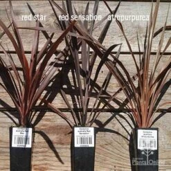 Cordyline Australis Red Sensation -Plant Seed Store apo cordyline australis comparison 2 1