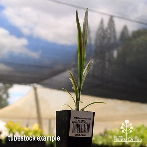 Cordyline Australis Choc Mint 3 Cordyline Australis Choc Mint - Image 3