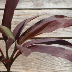 Cordyline Fruticosa Negra 11 Cordyline Fruticosa Negra -Plant Seed Store apo cordyline negra leaf colour