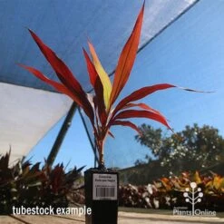 Cordyline Fruticosa Negra 15 Cordyline Fruticosa Negra -Plant Seed Store apo cordyline negra tubestock blue sky