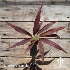Cordyline Fruticosa Negra 14 Cordyline Fruticosa Negra -Plant Seed Store apo cordyline negra tubestock top