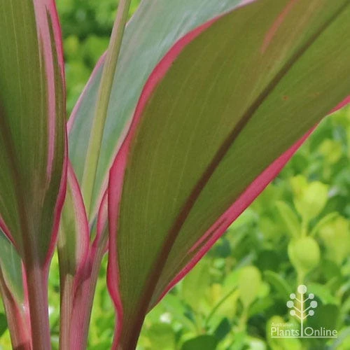 Cordyline Fruticosa Pink Diamond 9 Cordyline Fruticosa Pink Diamond - Image 9