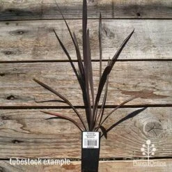 Cordyline Australis Red Sensation -Plant Seed Store apo cordyline red sensation tubestock