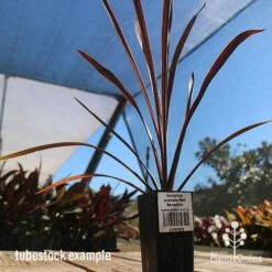 Cordyline Australis Red Sensation -Plant Seed Store apo cordyline red sensation tubestock nursery