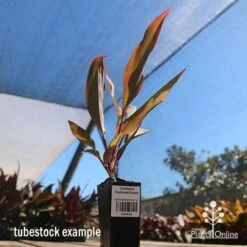 Cordyline Fruticosa Rubra 8 Cordyline Fruticosa Rubra -Plant Seed Store apo cordyline rubra tubestock nursery