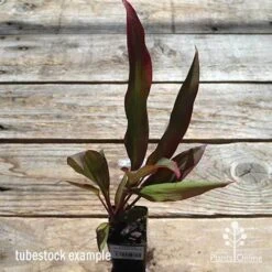 Cordyline Fruticosa Rubra 10 Cordyline Fruticosa Rubra -Plant Seed Store apo cordyline rubra tubestock top